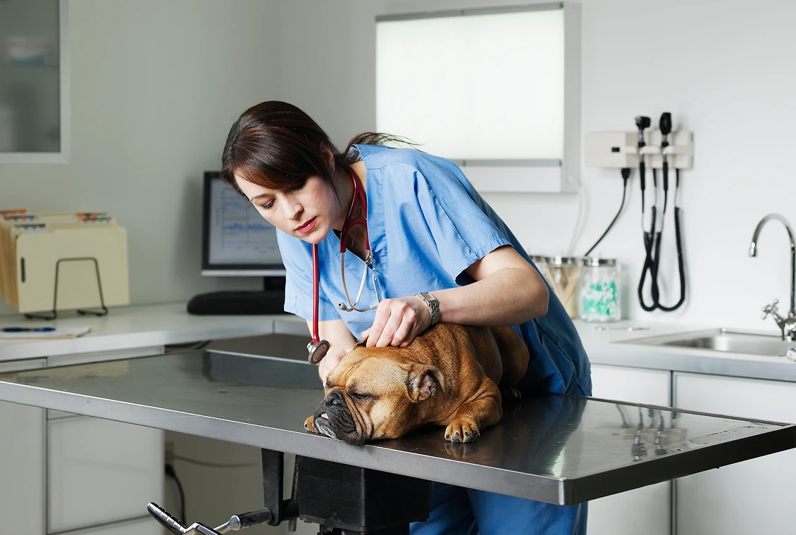 Vet checking bulldog in clinic